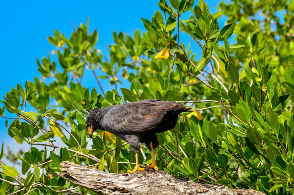 Image N°7 de Rio Lagartos : tour en bateau dans la réserve naturelle activité à Río Lagartos, publiée par le prestataire