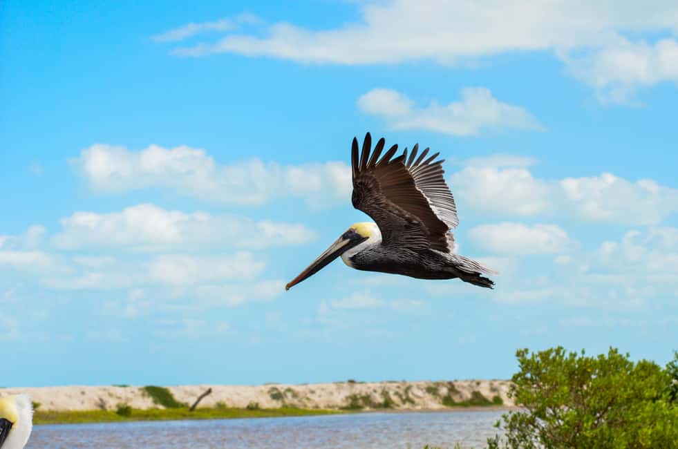 Image N°8 de Rio Lagartos : tour en bateau dans la réserve naturelle activité à Río Lagartos, publiée par le prestataire