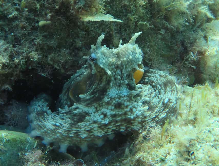 image n.4 of Lloret de Mar: Scuba Diving Experience no License Required activity in Lloret de Mar, uploaded by supplier