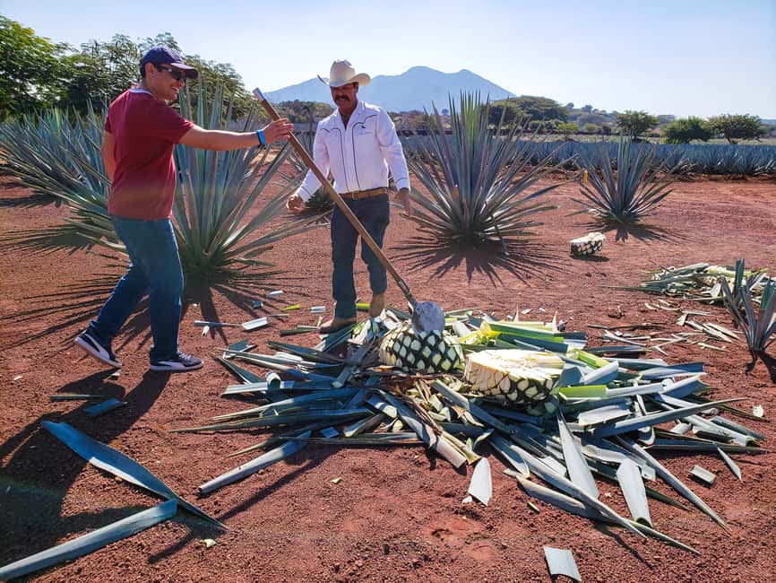 image n.2 of From Guadalajara: Town of Tequila & Jose Cuervo Factory Tour activity in Tequila, uploaded by supplier