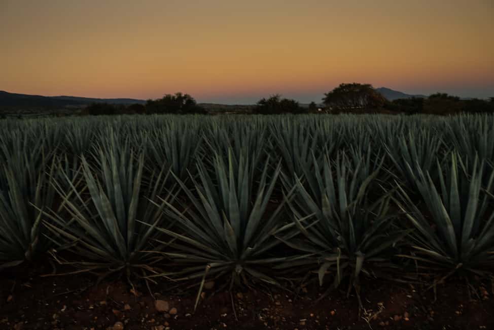 image n.5 of From Guadalajara: Town of Tequila & Jose Cuervo Factory Tour activity in Tequila, uploaded by supplier