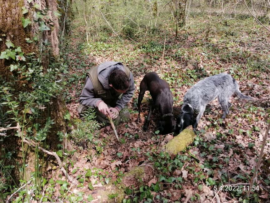 image n.6 of Livade: Guided Truffle Hunting Walking Tour activity in Porec, uploaded by supplier