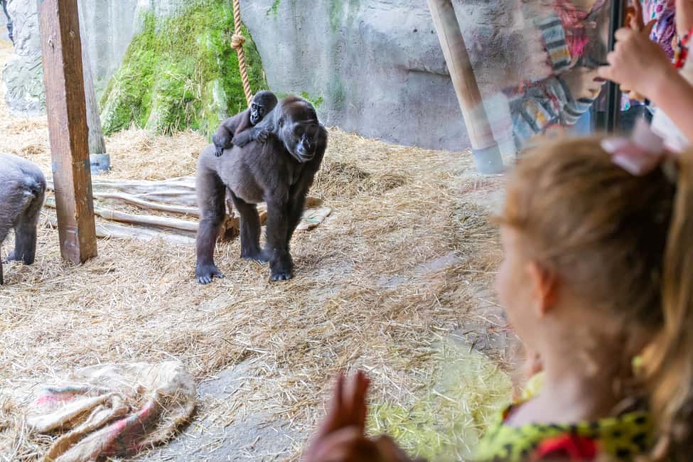 image n.4 of Chessington World of Adventures Resort: Entrance Ticket activity in London, uploaded by supplier