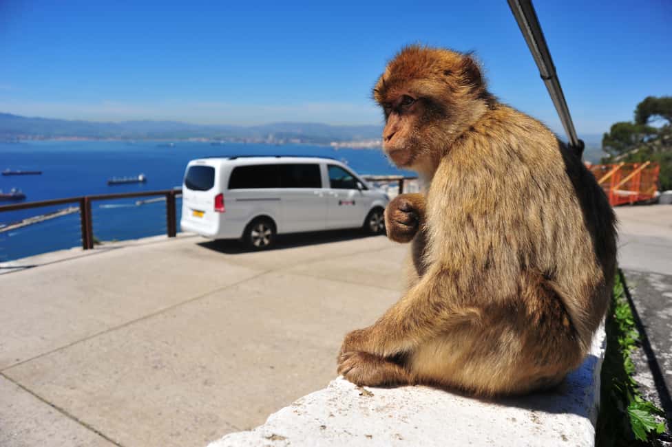 Immagine nº 11 di Gibilterra: Tour privato dei punti salienti con biglietti d'ingresso attività a Gibilterra, caricata dal fornitore