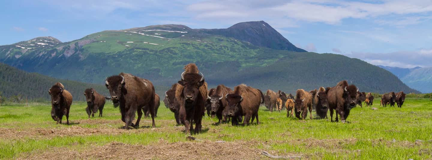 image n.8 of Alaska Wildlife Conservation Center: Admission Ticket activity in Anchorage, uploaded by supplier
