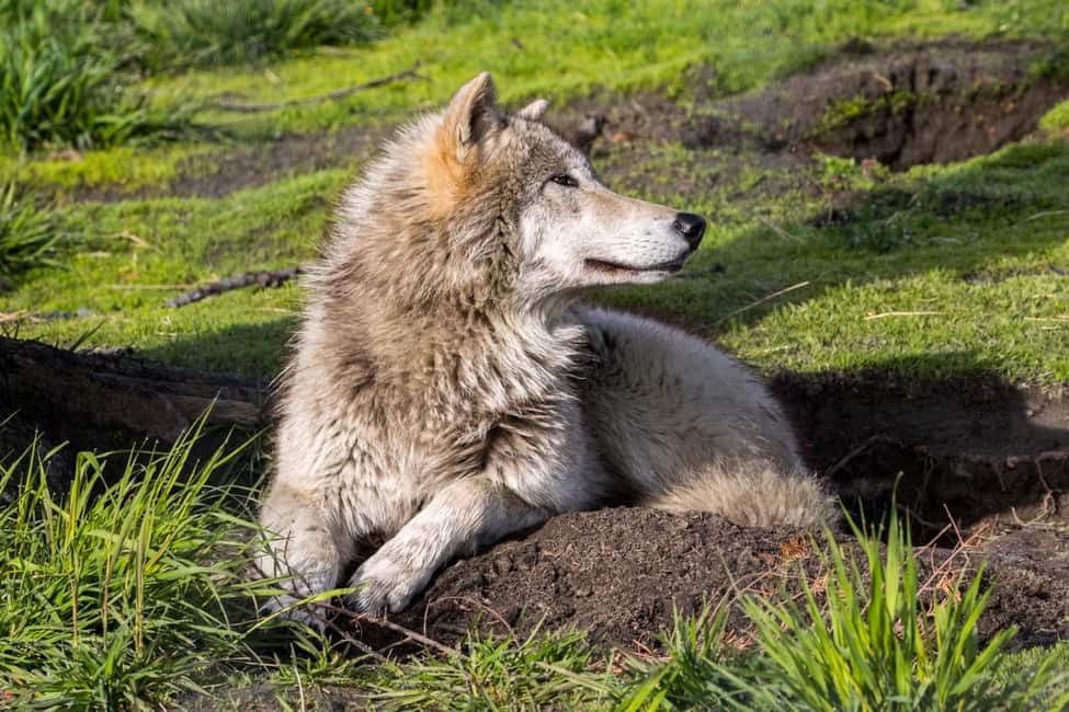 image n.6 of Alaska Wildlife Conservation Center: Admission Ticket activity in Anchorage, uploaded by supplier