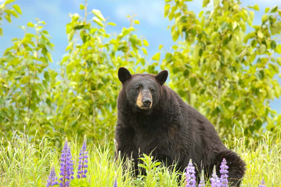 image n.11 of Alaska Wildlife Conservation Center: Admission Ticket activity in Anchorage, uploaded by supplier