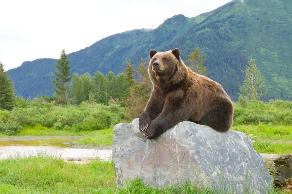 image n.7 of Alaska Wildlife Conservation Center: Admission Ticket activity in Anchorage, uploaded by supplier