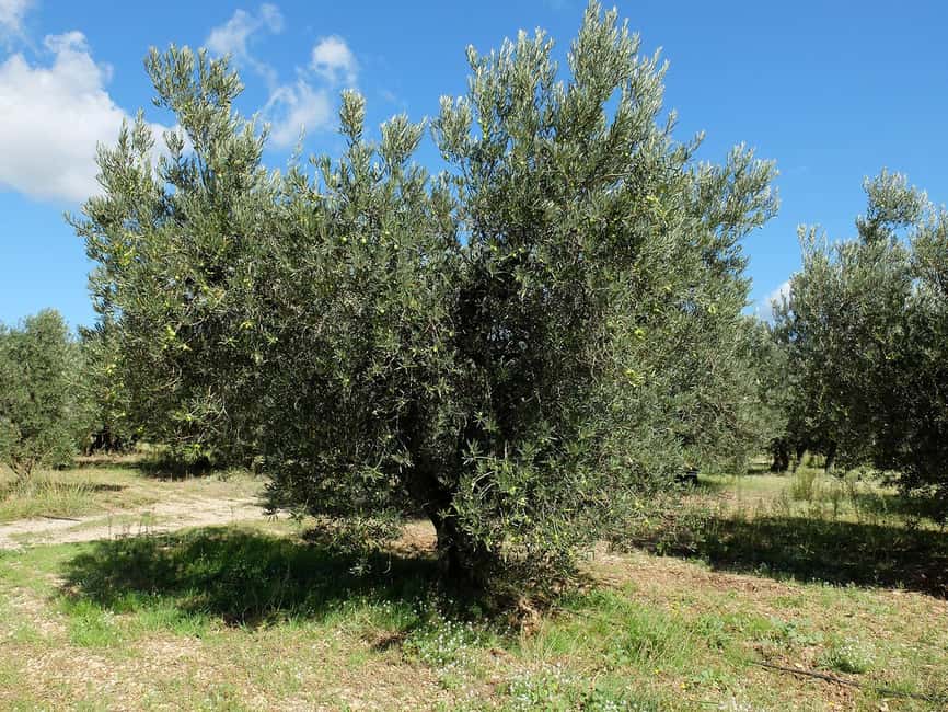 imagem n.6 de De Aix-en-Provence : Vinho, azeite e aldeias pitorescas atividade em Saint-Rémy-de-Provence, carregada pelo fornecedor