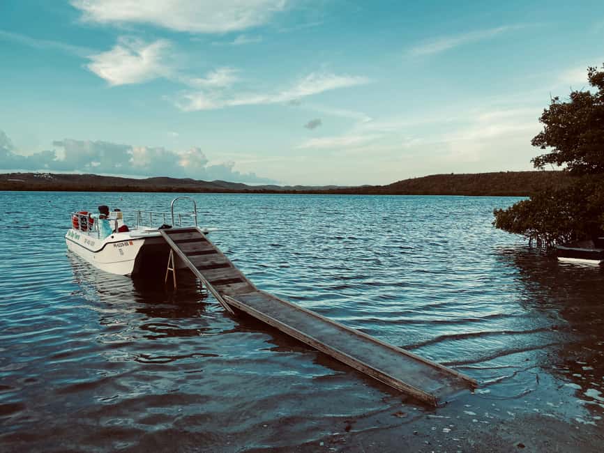 Obraz nr 3 z atrakcji Vieques: Wycieczka łodzią po bioluminescencyjnej zatoce w Fajardo, przesłany przez organizatora