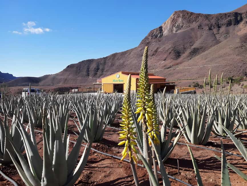 image n.11 of Gran Canaria: Premium Safari 4x4 Tour with Local Guide activity in Canary Islands, uploaded by supplier