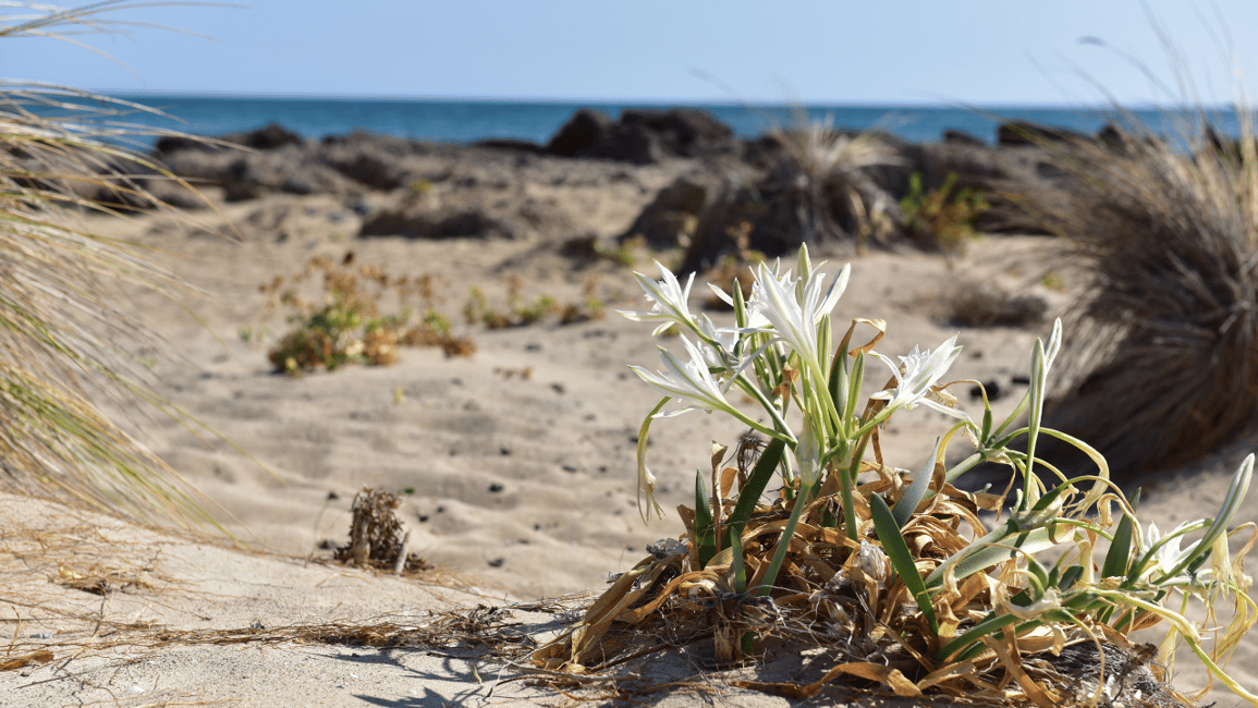image n.5 of From Heraklion: Elafonisi Beach Day Tour with Pickup activity in Chania, uploaded by supplier