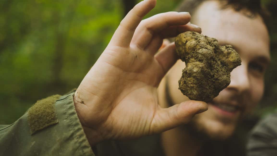 image n.5 of Paladini: Truffle Hunting Tour with 3-Course Tasting Menu activity in Paladini, uploaded by supplier