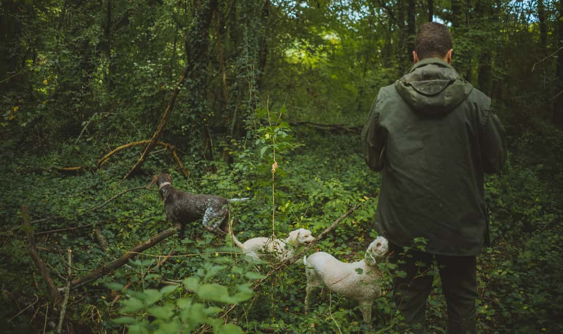 image n.7 of Paladini: Truffle Hunting Tour with 3-Course Tasting Menu activity in Paladini, uploaded by supplier