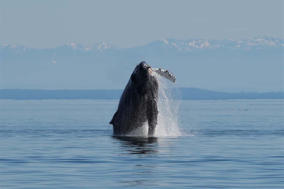 image n.3 of Campbell River: Salish Sea Whale Watching Adventure activity in Campbell River, uploaded by supplier