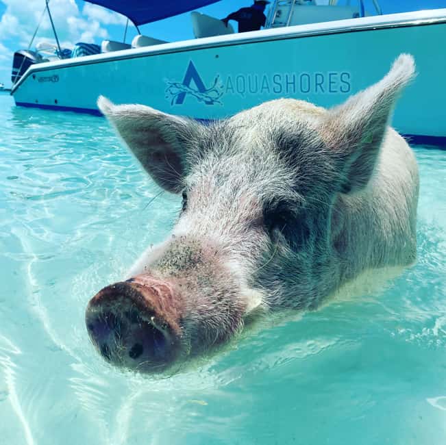 Image N°4 de De Nassau: excursion en bateau à moteur Exuma et Pig Beach avec déjeuner activité à Nassau, Bahamas, publiée par le prestataire