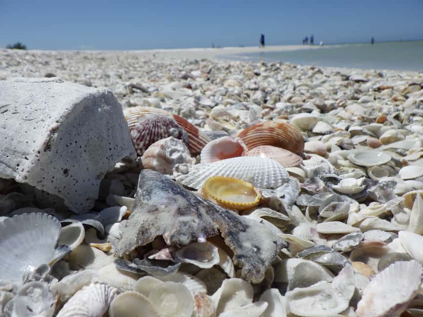 image n.3 of Marco Island: Ten Thousand Islands Shelling & Dolphin Tour activity in Florida, uploaded by supplier