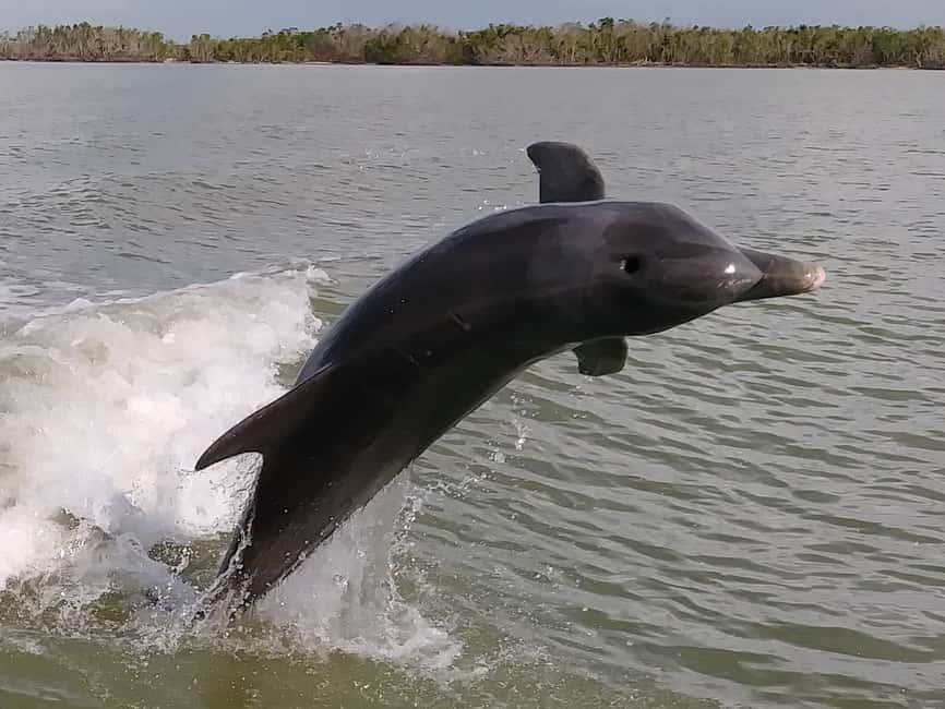 image n.7 of Marco Island: Ten Thousand Islands Shelling & Dolphin Tour activity in Florida, uploaded by supplier
