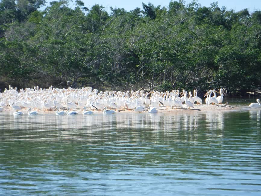 image n.8 of Marco Island: Ten Thousand Islands Shelling & Dolphin Tour activity in Florida, uploaded by supplier