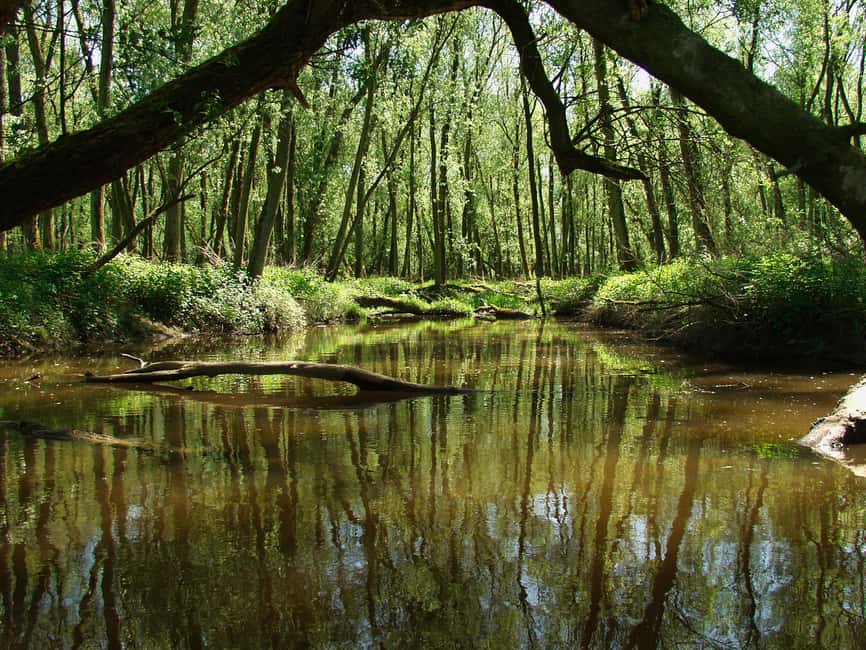 imagen n.º 5 de Biesbosch: Crucero en barco por el Parque Nacional actividad en Drimmelen, subida por el proveedor