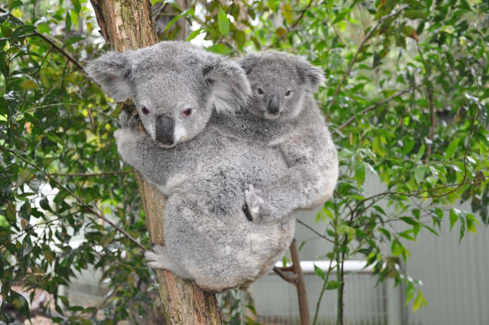 bild nr.26 av Från Sydney: Blue Mountains, Scenic World, Zoo och färjetur aktivitet i Sydney, uppladdad av arrangören