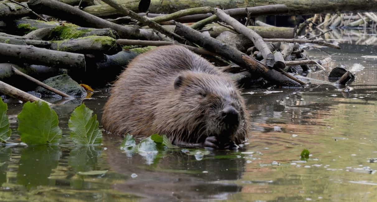 imagen n.º 4 de Biesbosch: Crucero en barco por el Parque Nacional actividad en Drimmelen, subida por el proveedor