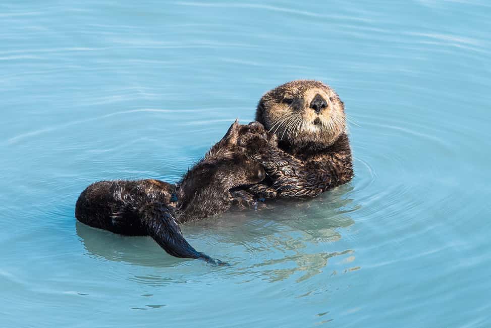 image n.3 of Seward: Kenai Fjords National Park Extended Cruise activity in Seward, uploaded by supplier