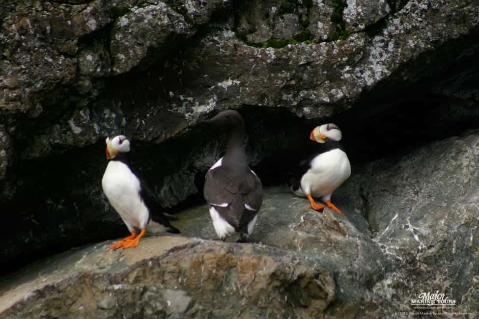 image n.5 of Seward: Kenai Fjords National Park Extended Cruise activity in Seward, uploaded by supplier