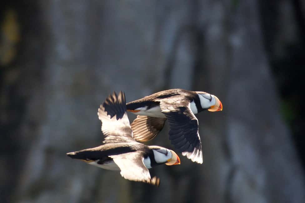 image n.6 of Seward: Kenai Fjords National Park Extended Cruise activity in Seward, uploaded by supplier