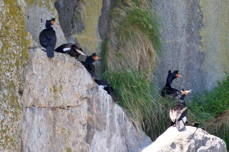 image n.7 of Seward: Kenai Fjords National Park Extended Cruise activity in Seward, uploaded by supplier
