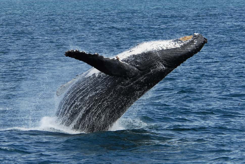 image n.4 of Seward: Kenai Fjords National Park Extended Cruise activity in Seward, uploaded by supplier