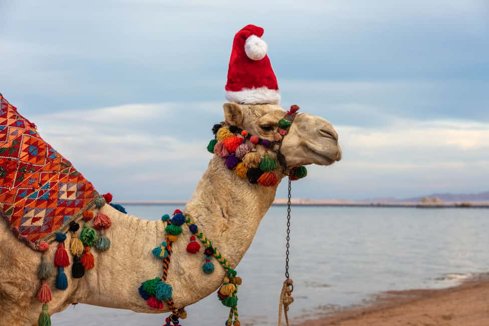 image n.10 of Agadir: Camel Ride With Tea & BBQ Dinner Option activity in Agadir, uploaded by supplier