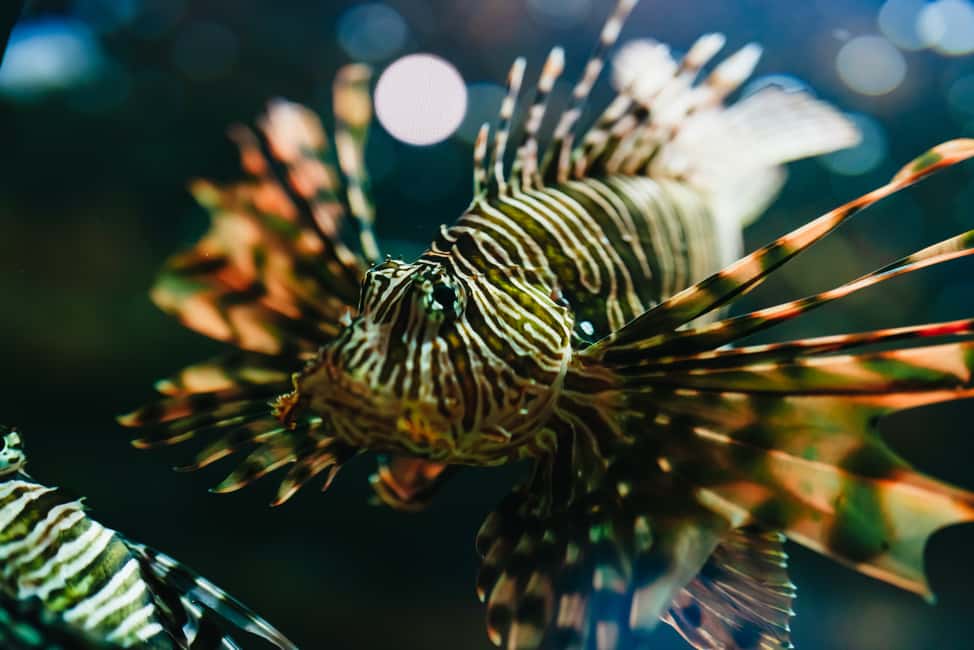 Bild Nr. 8 von Gebiet Heraklion: CRETAquarium Eintrittskarte Aktivität in Heraklion, hochgeladen vom Anbieter