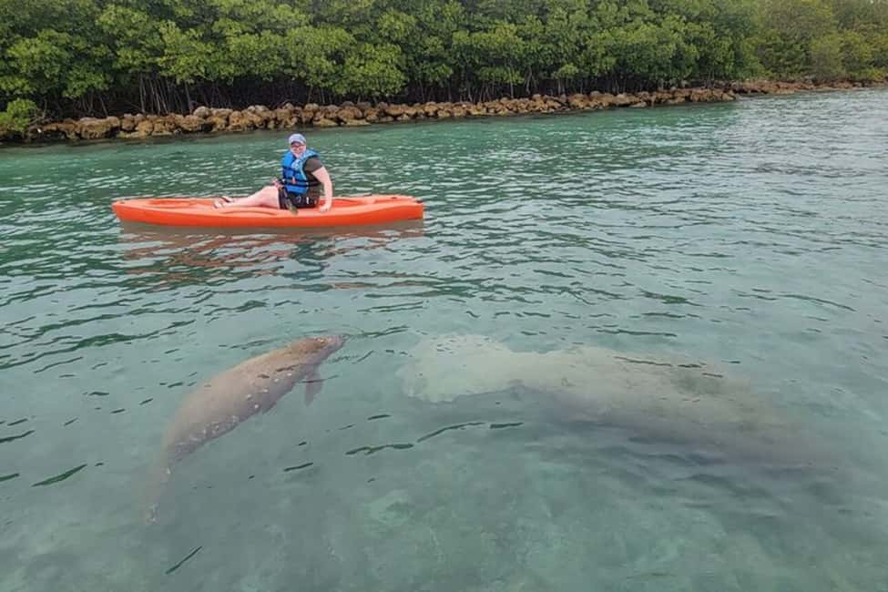 image n.8 of North Miami: Nature & Island Exploration on SUP/Kayak activity in Miami, uploaded by supplier
