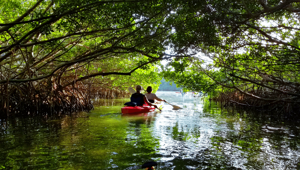image n.6 of North Miami: Nature & Island Exploration on SUP/Kayak activity in Miami, uploaded by supplier