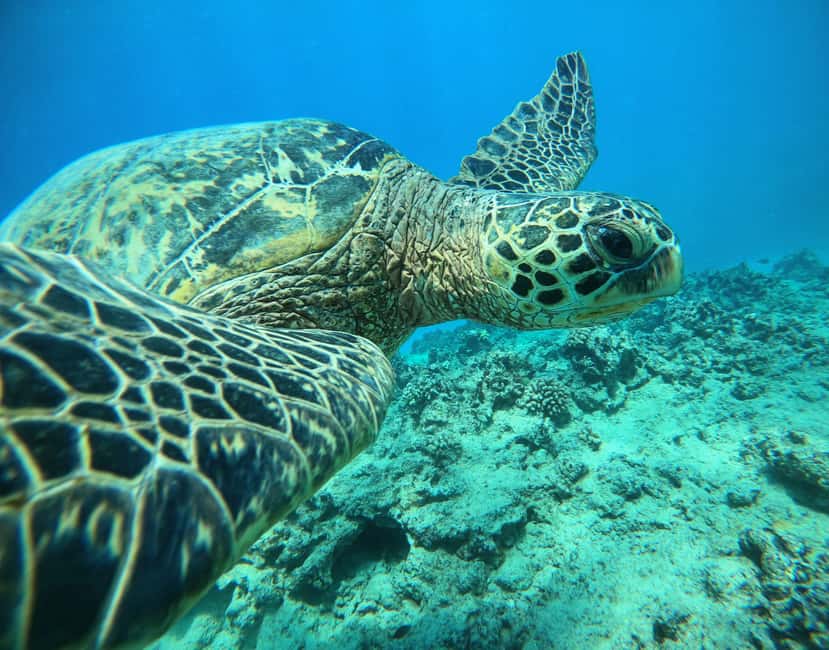 image n.3 of Oahu: Honolulu Turtle Canyon Snorkeling Tour activity in Honolulu, uploaded by supplier
