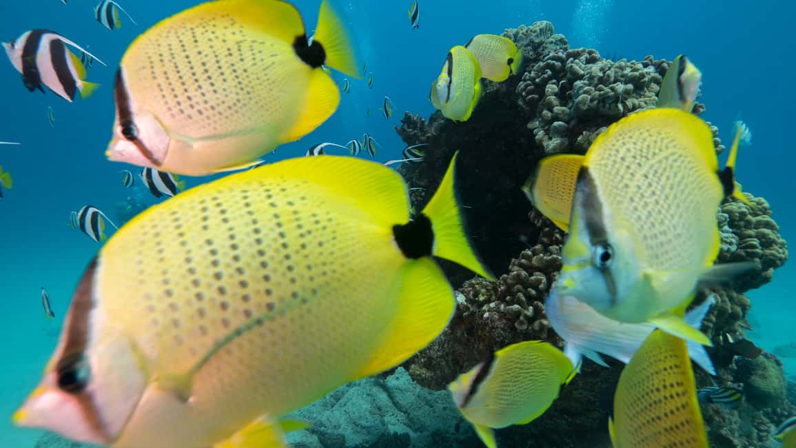 image n.5 of Oahu: Honolulu Turtle Canyon Snorkeling Tour activity in Honolulu, uploaded by supplier