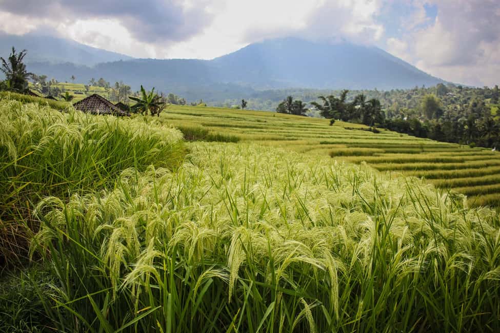 image n.8 of West Bali: Jatiluwih Rice Terrace and Tanah Lot Sunset Tour activity in Jatiluwih, uploaded by supplier