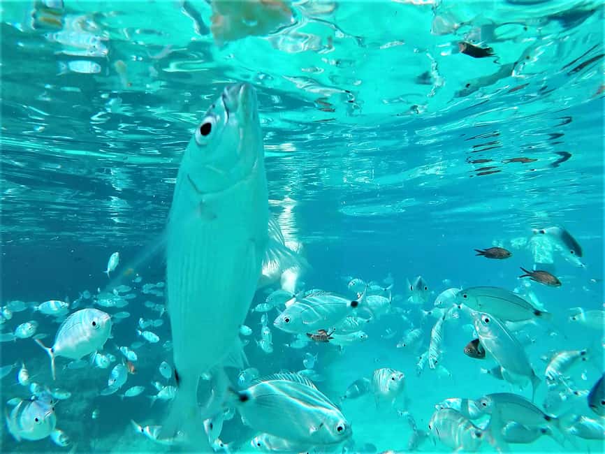 image n.19 of Ibiza: Sea Caves & Coves Snorkeling Paddle Boarding Tour activity in Sant Josep de sa Talaia, uploaded by supplier