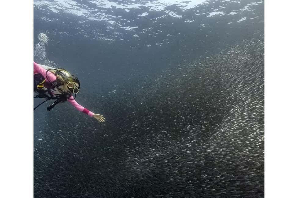 image n.3 of Moalboal : Scuba Diving Sardine Run and Turtle Chasing activity in Moalboal, uploaded by supplier