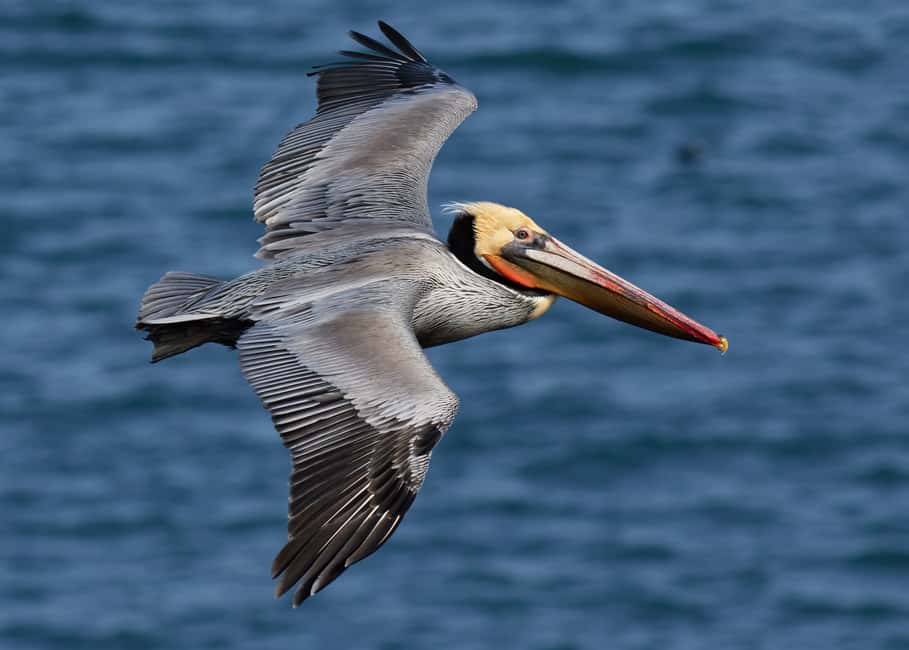 image n.1 of Samaná: Los Haitises National Park & Cayo Levantado Island activity in Hato Mayor Province, uploaded by supplier