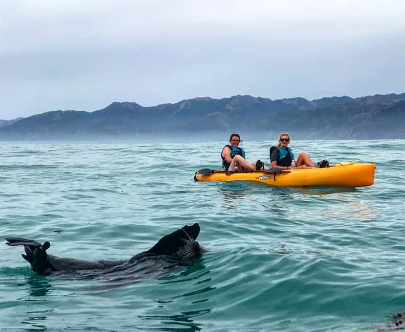 image n.6 of Kaikoura: Seal-Watching Pedal Kayak Tour activity in Kaikoura, uploaded by supplier