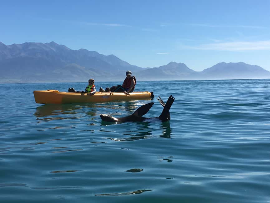 image n.14 of Kaikoura: Seal-Watching Pedal Kayak Tour activity in Kaikoura, uploaded by supplier