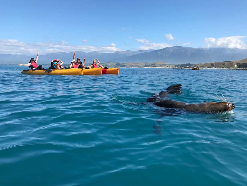 image n.13 of Kaikoura: Seal-Watching Pedal Kayak Tour activity in Kaikoura, uploaded by supplier