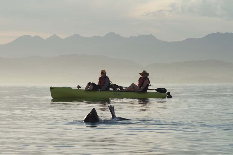 image n.4 of Kaikoura: Seal-Watching Pedal Kayak Tour activity in Kaikoura, uploaded by supplier