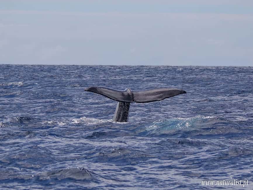 image n.3 of Horta: Whale and Dolphin Watching Expedition activity in Horta, uploaded by supplier