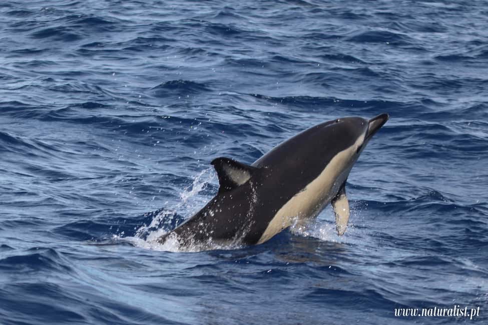 image n.5 of Horta: Whale and Dolphin Watching Expedition activity in Horta, uploaded by supplier