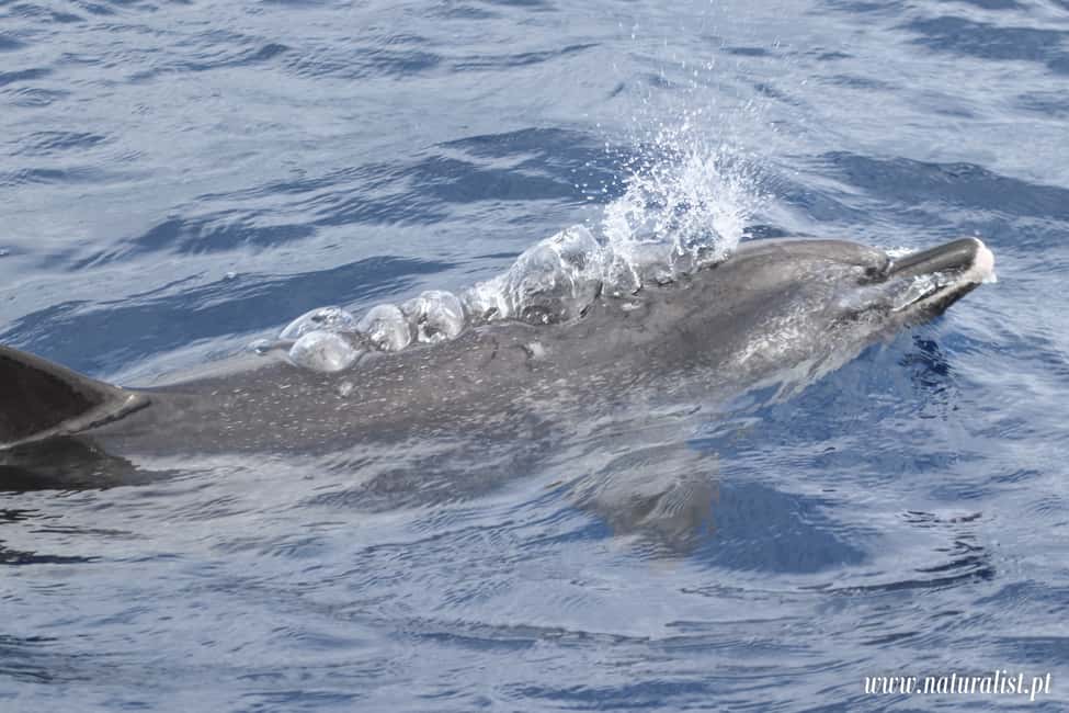 image n.6 of Horta: Whale and Dolphin Watching Expedition activity in Horta, uploaded by supplier