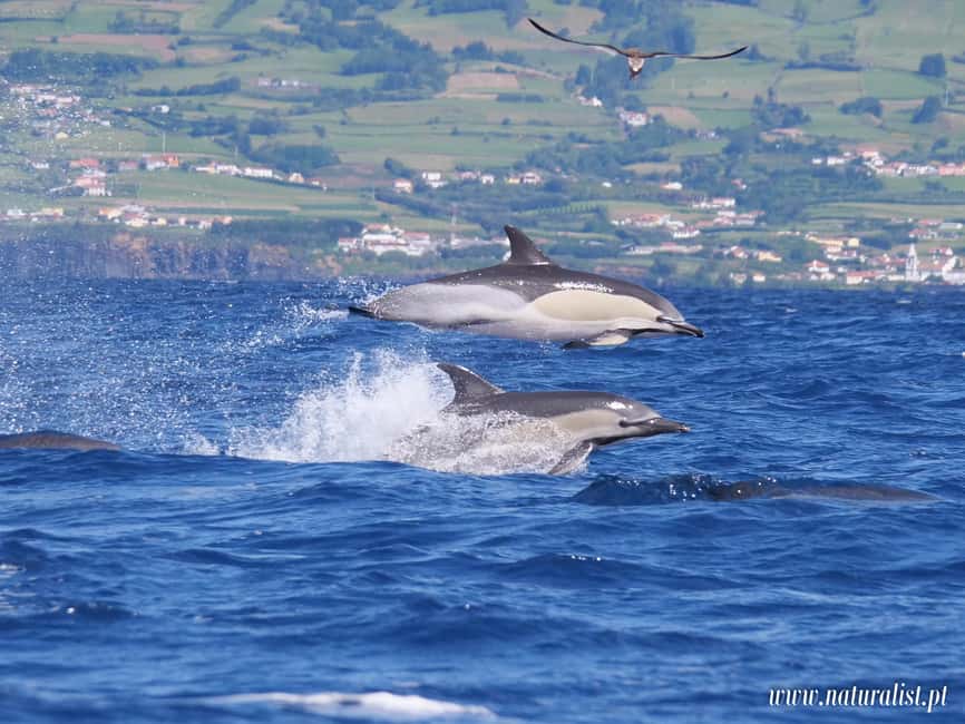 image n.7 of Horta: Whale and Dolphin Watching Expedition activity in Horta, uploaded by supplier