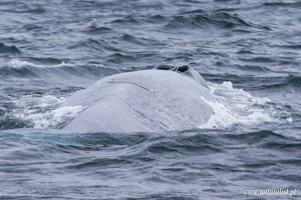 image n.8 of Horta: Whale and Dolphin Watching Expedition activity in Horta, uploaded by supplier